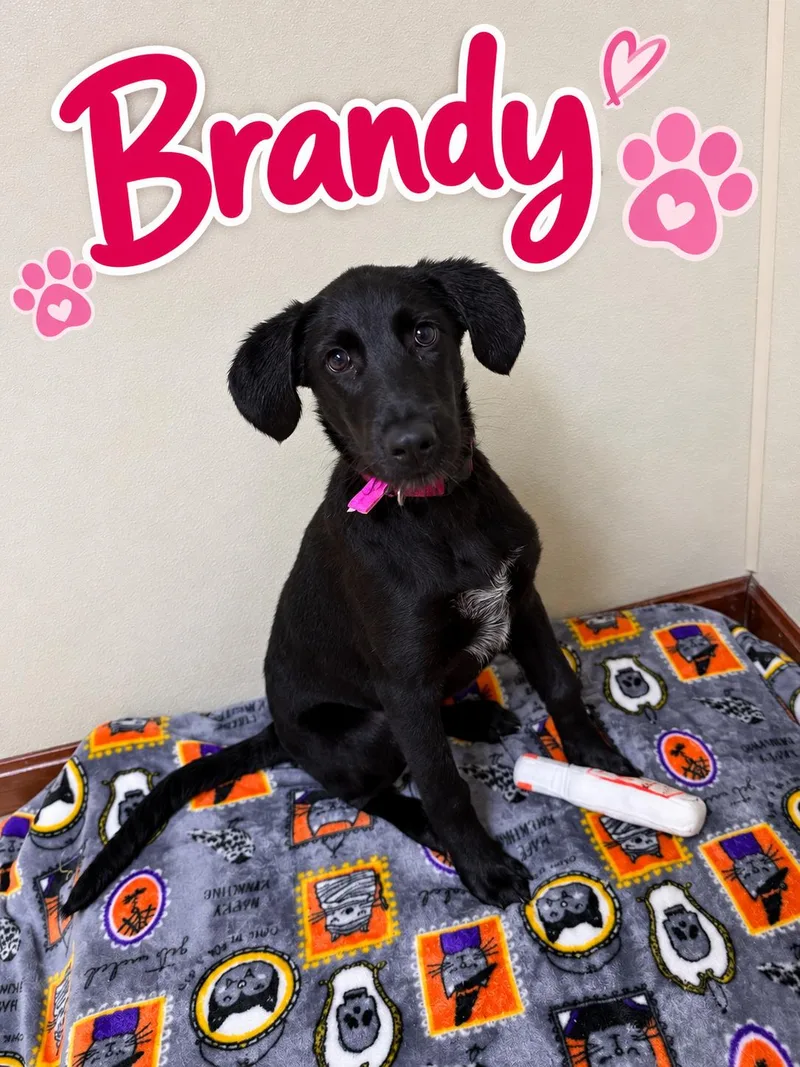 Brandy thumbnail 5
