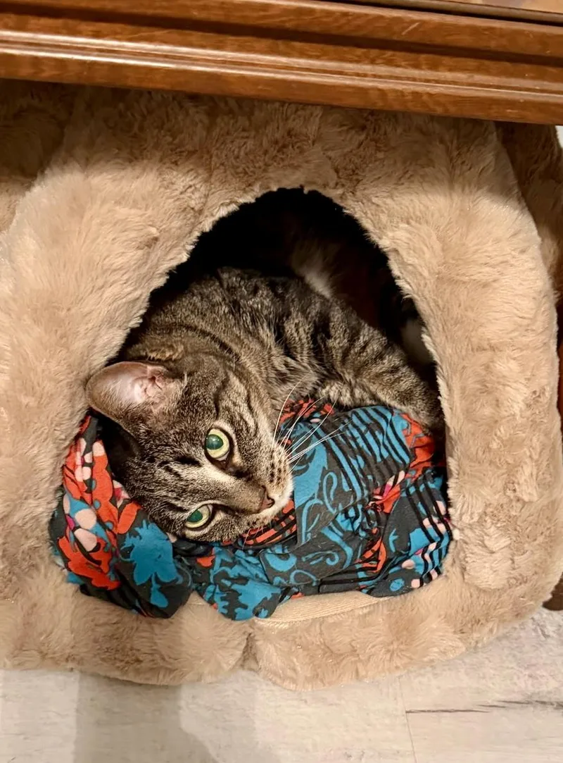 Lilo