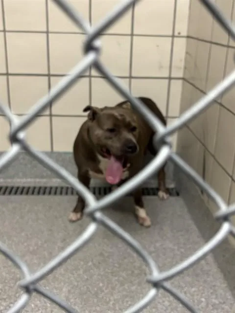 An adult large-sized female Staffordshire Bull Terrier dog named A for adoption in Pasadena, TX