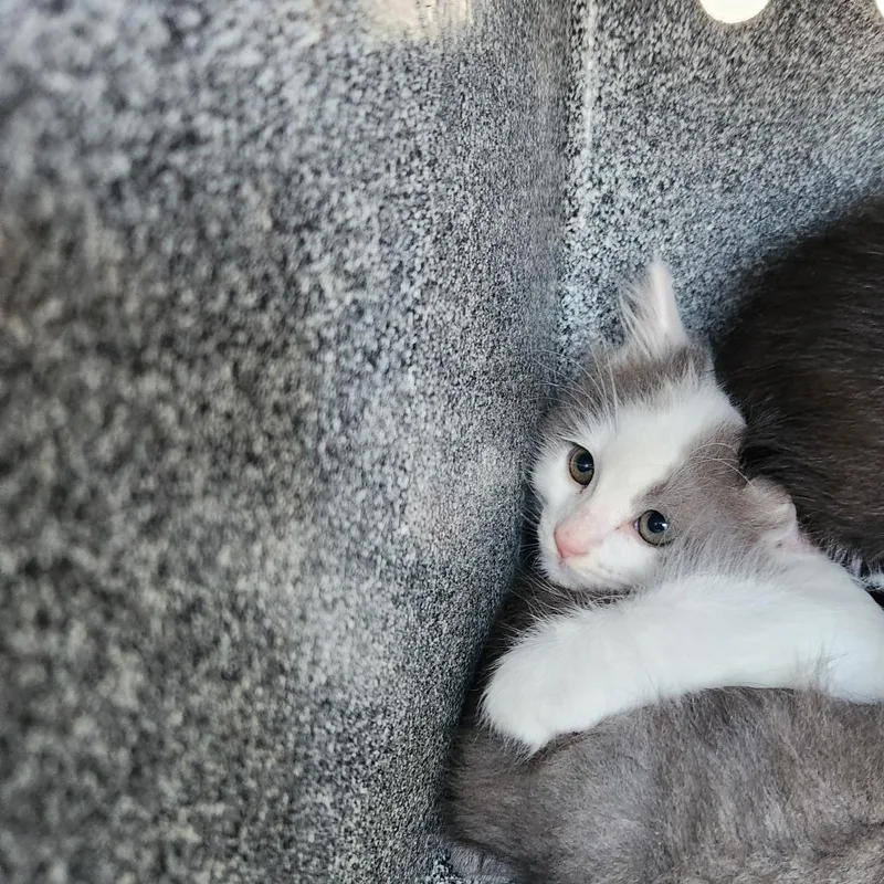 A baby small-sized male Gray / Blue / Silver Domestic Short Hair cat named Peppo for adoption in Birmingham, AL