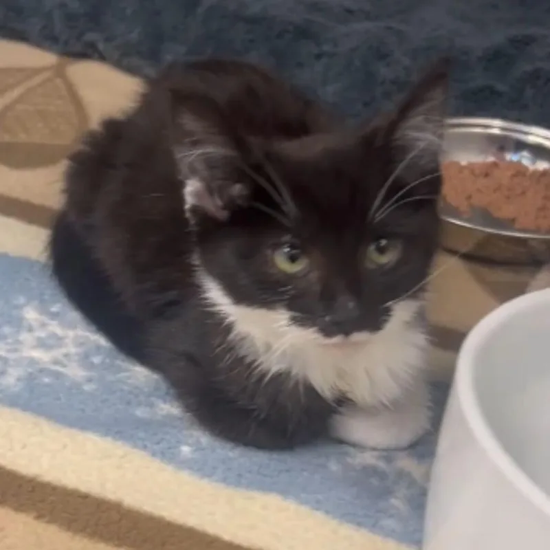 A young small-sized female Black Domestic Short Hair cat named Jello for adoption in Toledo, OH