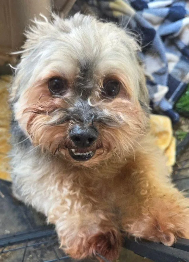 An adult small-sized male Brown / Chocolate Yorkshire Terrier dog named Mitzel for adoption in Tulsa, OK