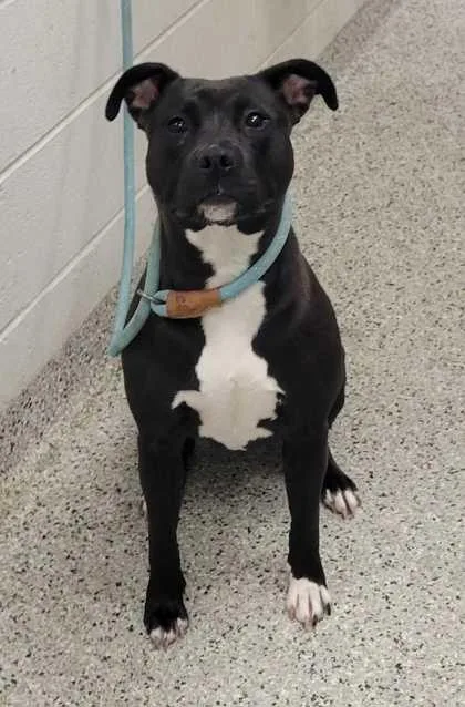 An adult large-sized female Black Pit Bull Terrier dog named Lyla for adoption in Kansas City, MO