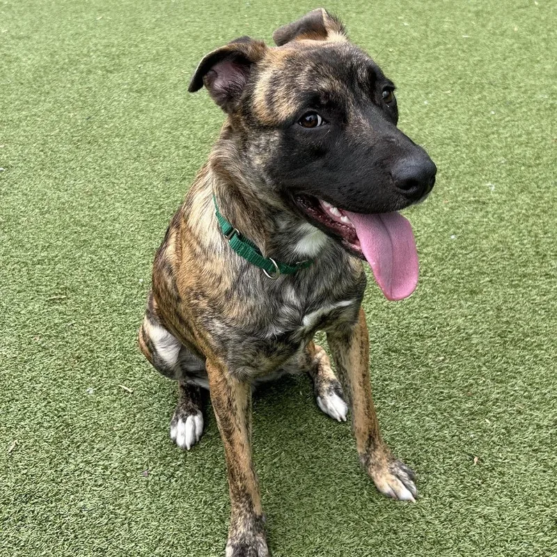 An adult medium-sized male Brindle Pit Bull Terrier dog named Gibson for adoption in Greensboro, NC