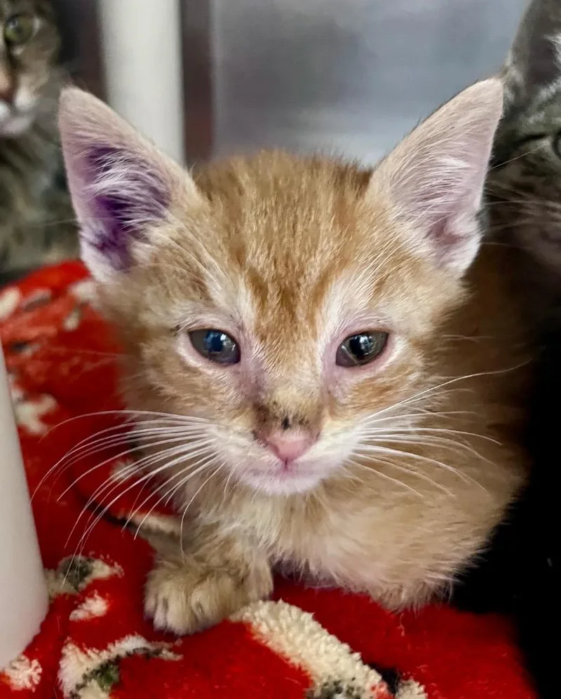 A baby medium-sized male Domestic Short Hair cat named Richard Bachman for adoption in Cincinnati, OH