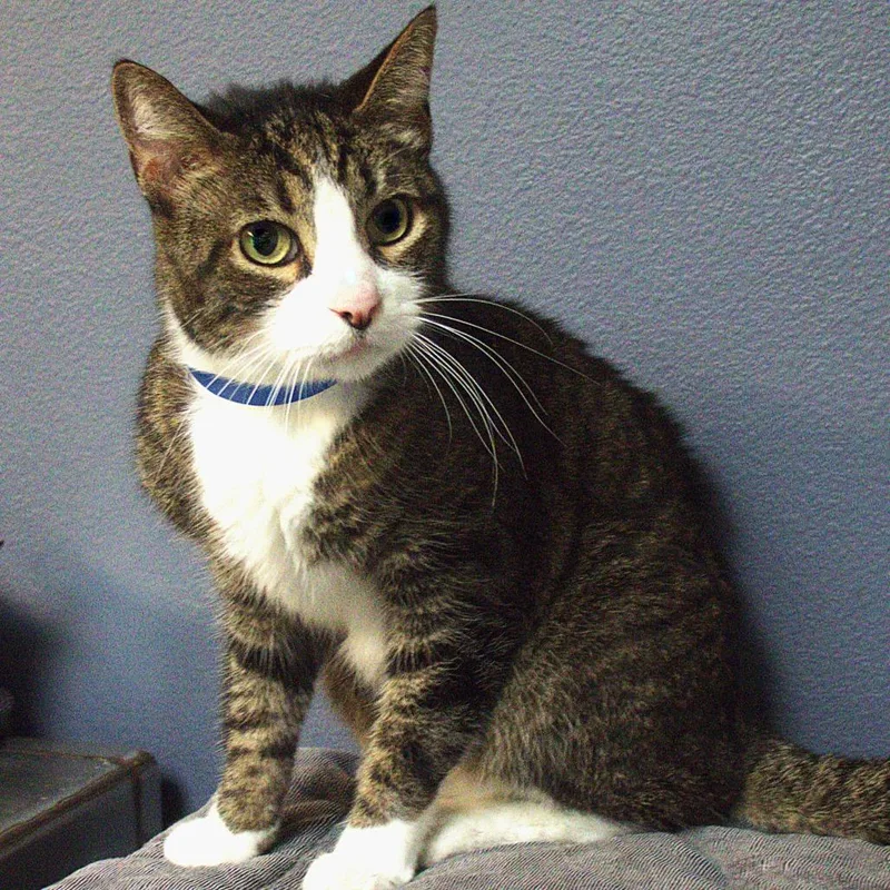 A senior medium-sized male Brown / Chocolate Domestic Short Hair cat named Gaston for adoption in Lakeland, FL