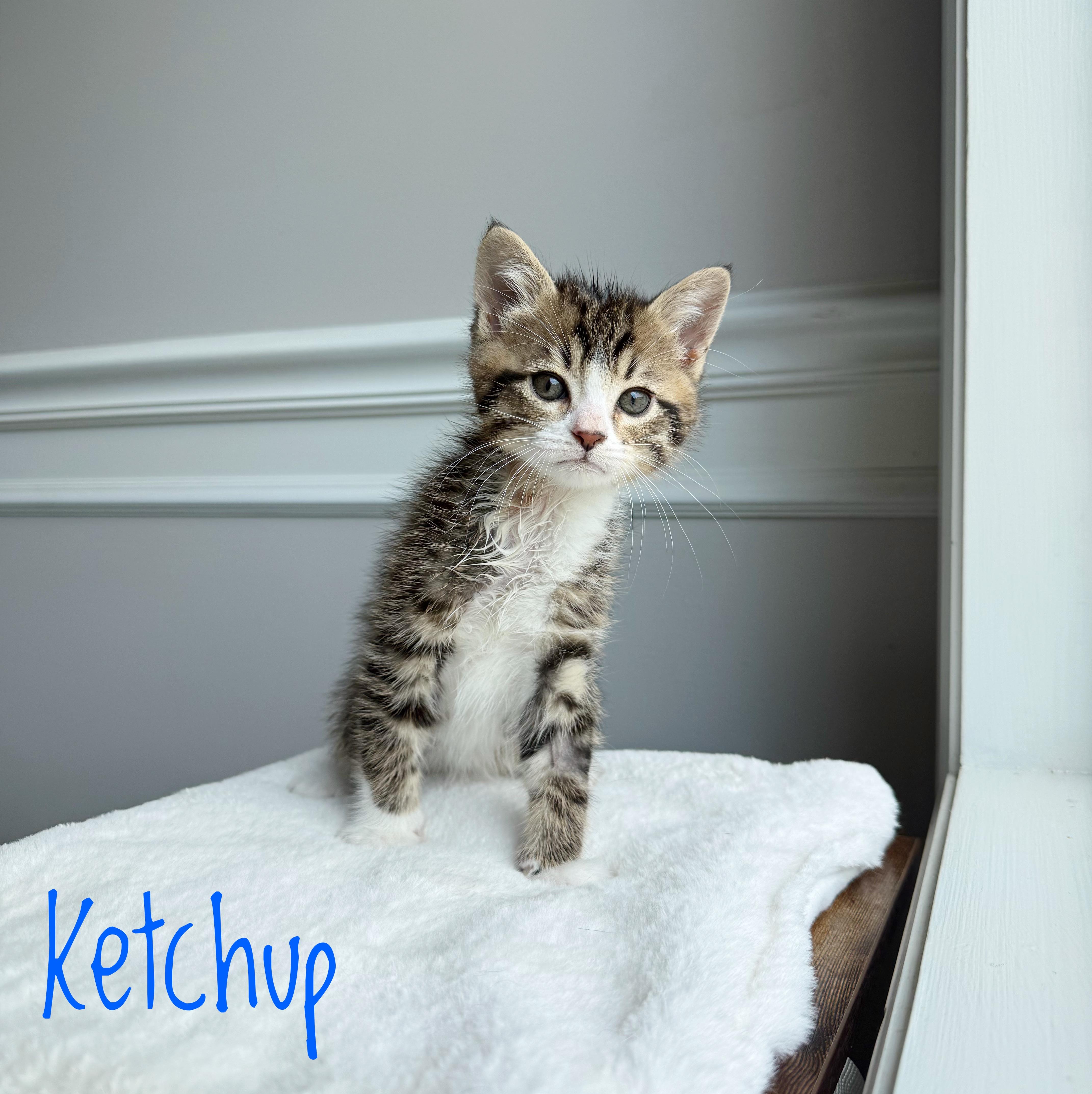 A baby medium-sized male Tabby (Brown / Chocolate) Domestic Short Hair cat named Ketchup for adoption in Bethel, OH