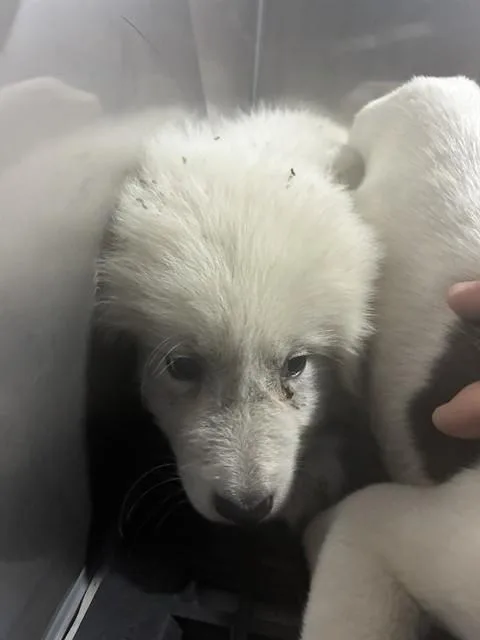 A baby large-sized female Mixed Breed dog named Coconut for adoption in Dallas, TX