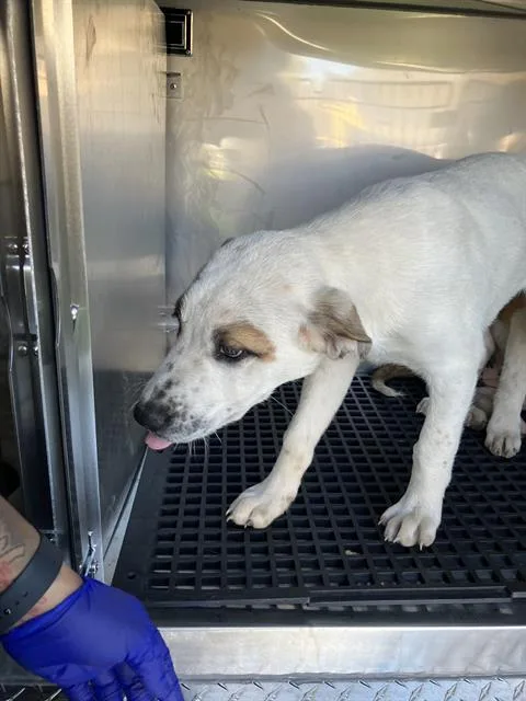 A young large-sized male Mixed Breed dog named Mylo for adoption in Dallas, TX