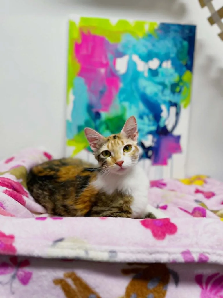 A young small-sized female Calico cat named Matisse for adoption in Effingham, IL