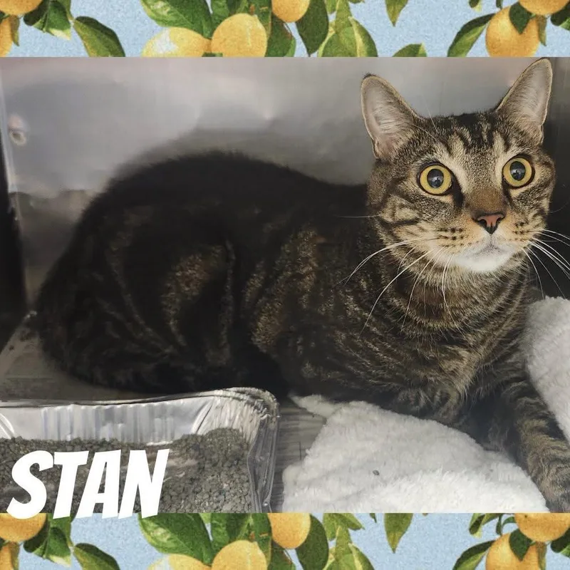 Stan