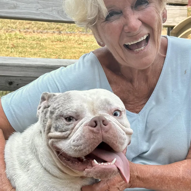 A young medium-sized male Bulldog dog named Satchmo for adoption in Tunica, MS