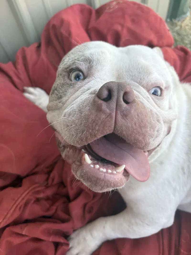 Satchmo thumbnail 3