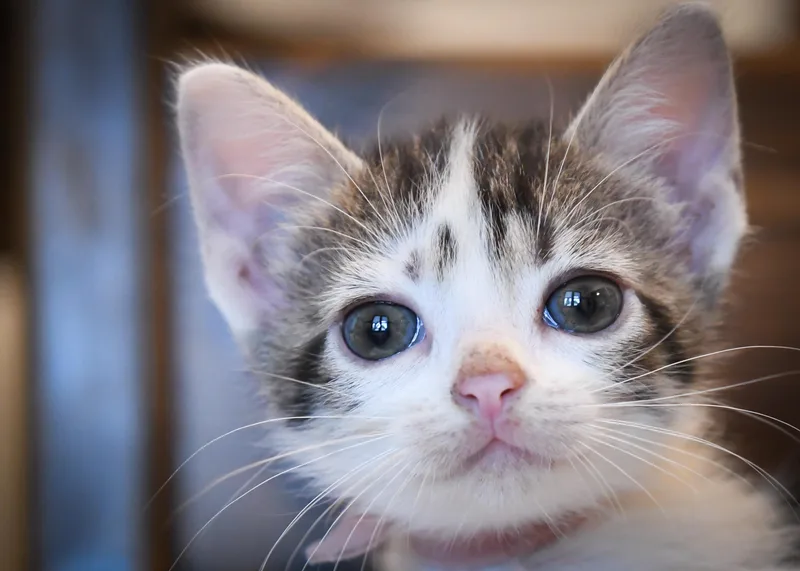 A baby medium-sized female Domestic Short Hair cat named Thursday for adoption in Port Washington, WI