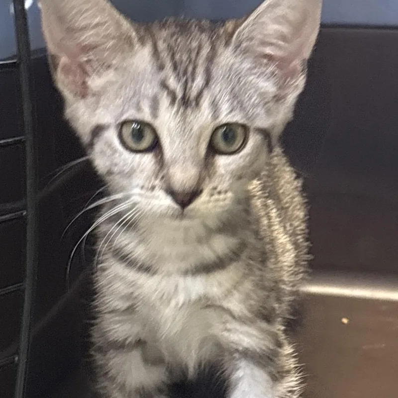 A baby small-sized female Gray / Blue / Silver Domestic Short Hair cat named Squier for adoption in Naples, FL