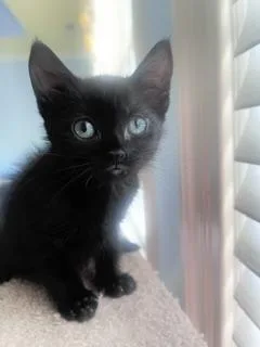 A baby small-sized female Black Domestic Short Hair cat named Kiki for adoption in Waxhaw, NC