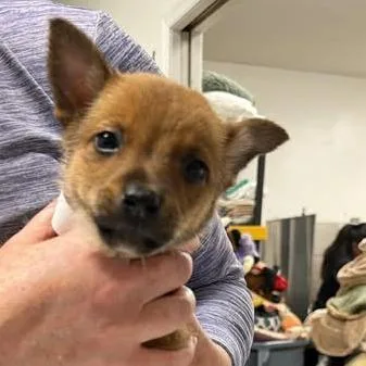 A baby small-sized male Red / Chestnut / Orange Cattle Dog dog named Zimbro for adoption in Fredericksburg, VA