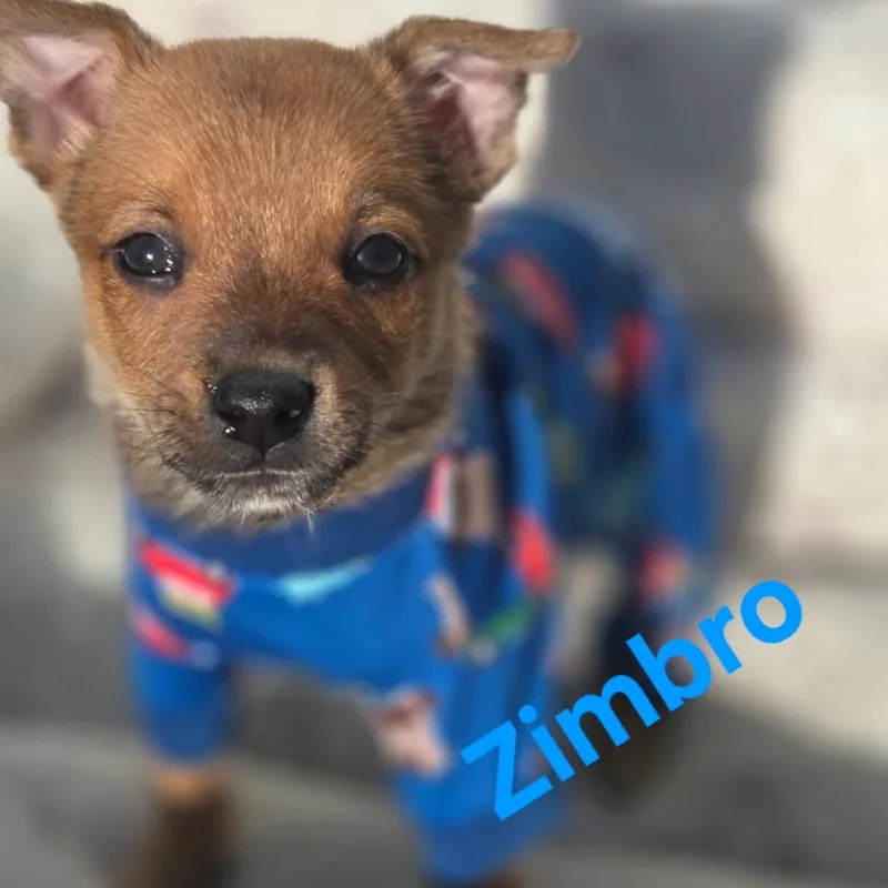 Zimbro thumbnail 2