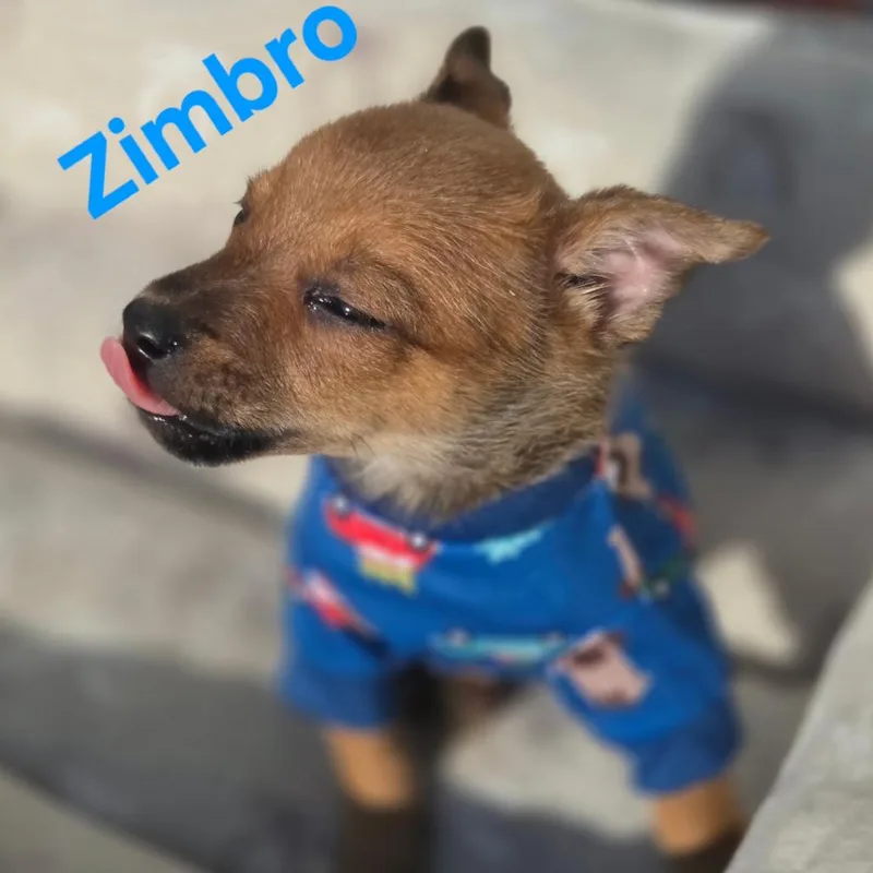 Zimbro thumbnail 3
