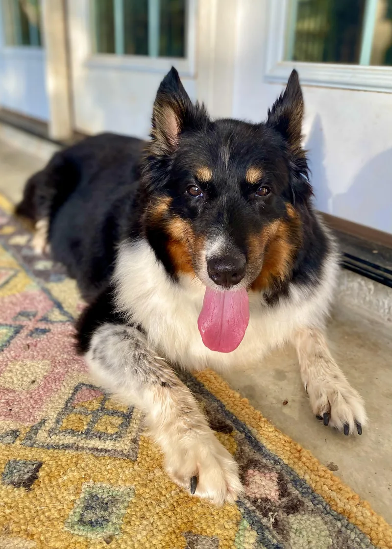 A senior medium-sized female Tricolor (Brown, Black, & White) Rough Collie dog named Penny for adoption in Houston, TX