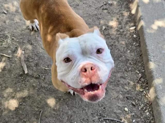 An adult large-sized female Pit Bull Terrier dog named Lenora for adoption in Martinez, CA