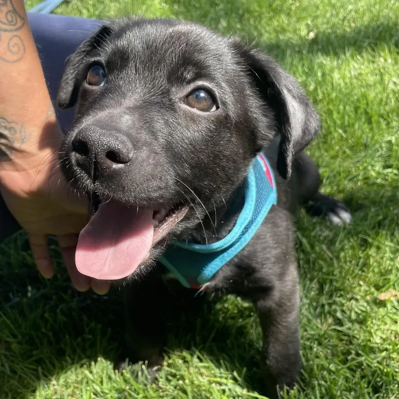 A baby small-sized male Black Chihuahua dog named Dipper for adoption in Tacoma, WA