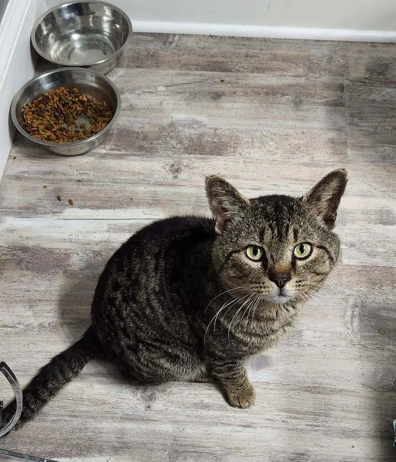 A young large-sized male Tabby (Buff / Tan / Fawn) American Shorthair cat named Thomas for adoption in Rock Spring, GA
