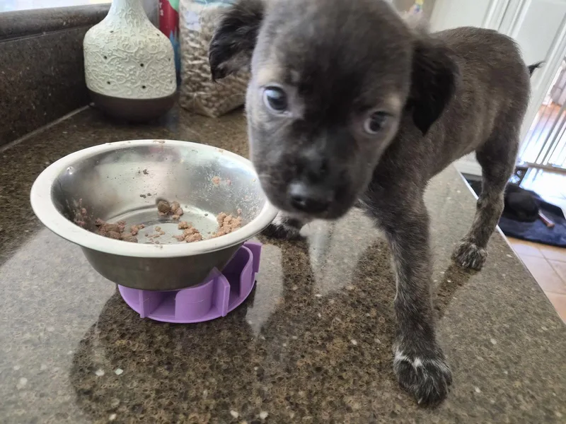 Little Lulu  Zoey's thumbnail 2