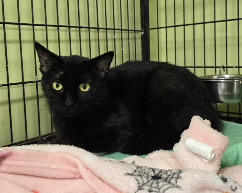 A senior medium-sized male Domestic Short Hair cat named Bear for adoption in Auburn, IN
