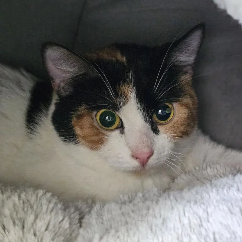 An adult medium-sized female White Domestic Short Hair cat named Saucy for adoption in Lakewood, CO