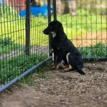 Nash