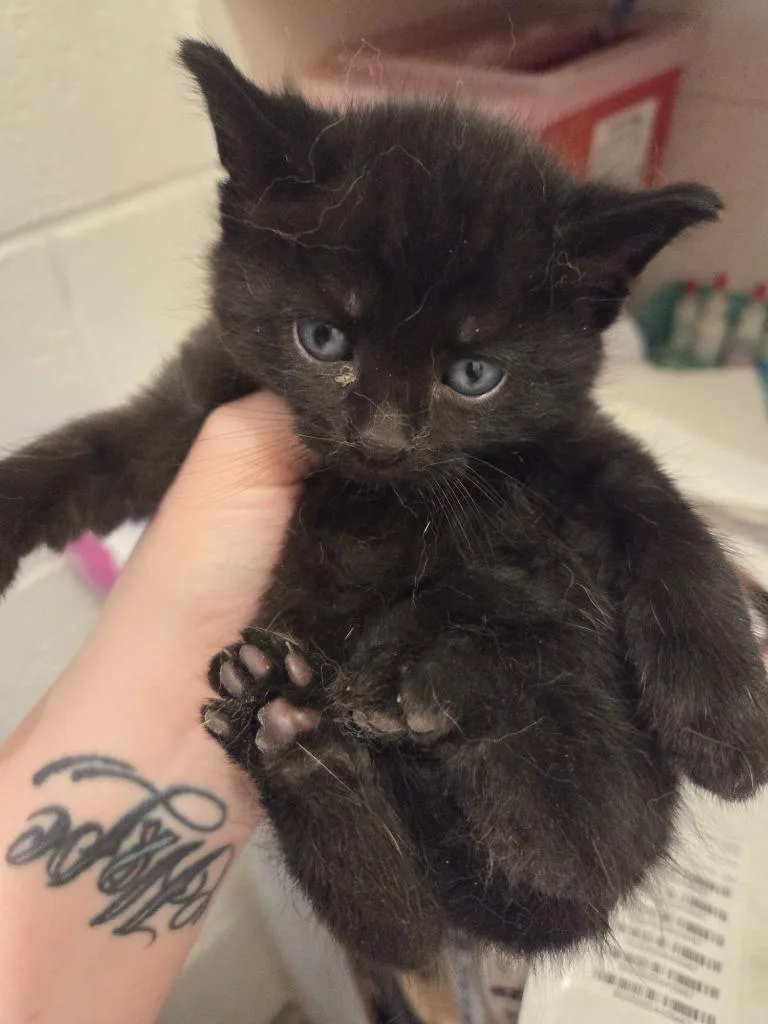 A baby medium-sized male Domestic Short Hair cat named Morel for adoption in Johnson City, TN