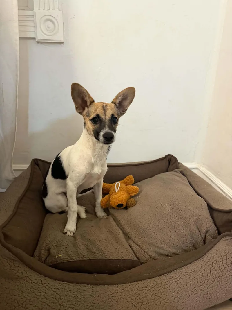 A young small-sized female Chihuahua dog named Caprie for adoption in Salt Lake City, UT