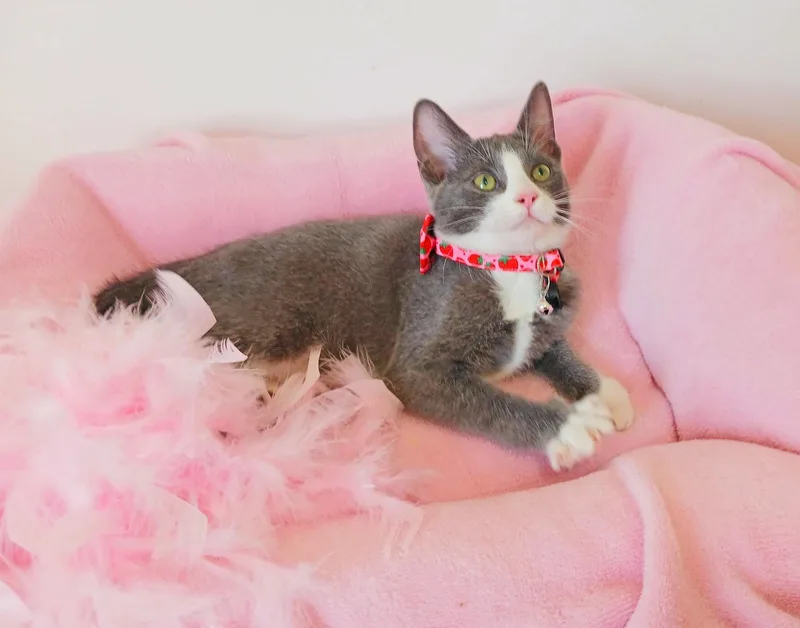 A baby small-sized female Russian Blue cat named Dr. Whitney Whiskerton for adoption in Miami, AZ