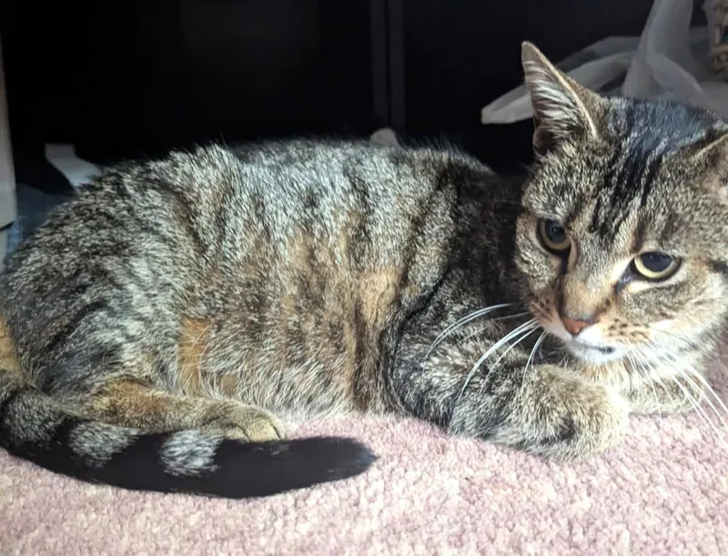 An adult small-sized female Tabby (Brown / Chocolate) Tabby cat named Kiokee for adoption in Ypsilanti, MI