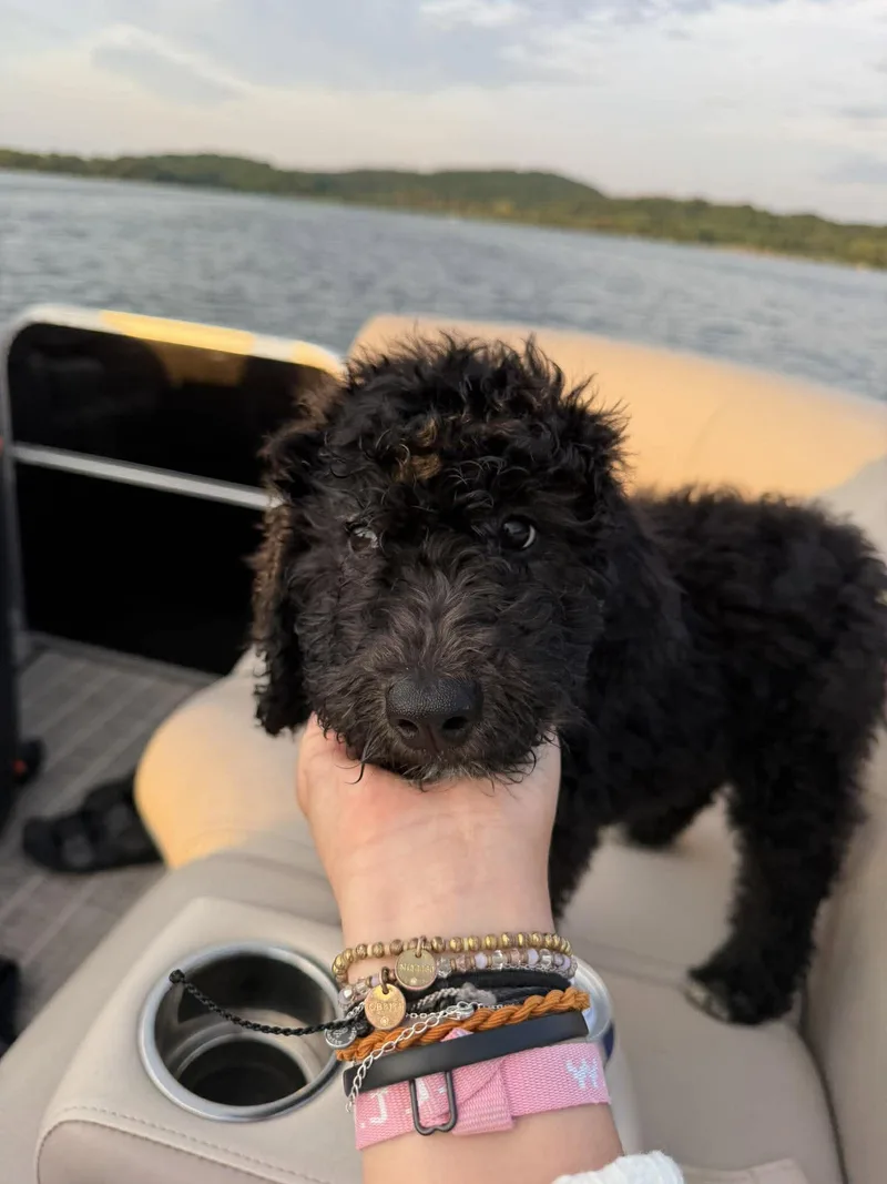 A young medium-sized female Poodle dog named Lizzie McGuire for adoption in Grafton, WI