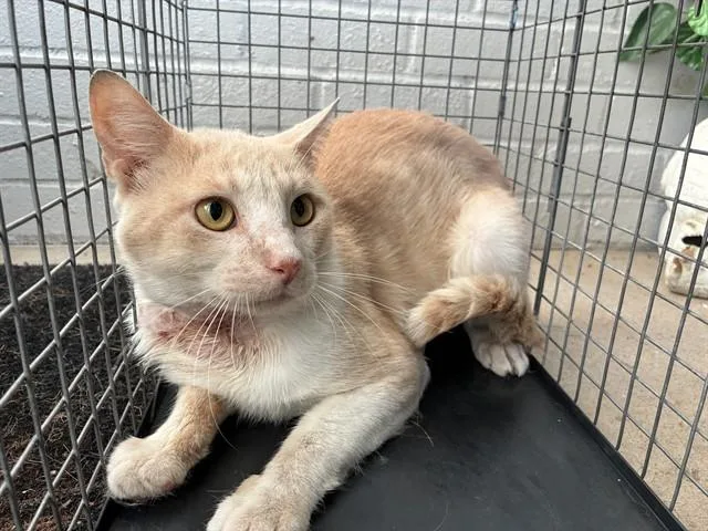 A young medium-sized male Domestic Short Hair cat named Sebastian for adoption in Dallas, TX