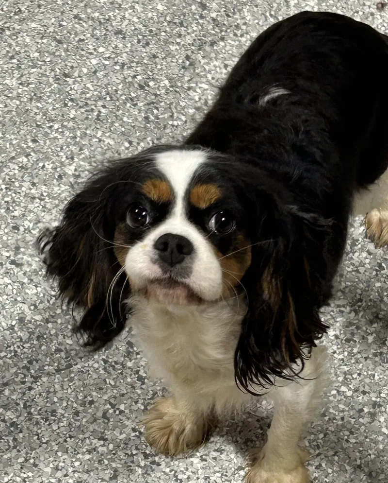 An adult small-sized female Cavalier King Charles Spaniel dog named Polly for adoption in Antwerp, OH