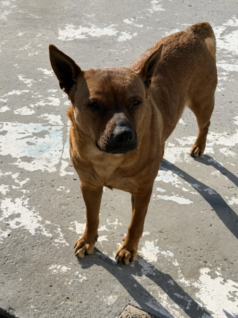 An adult large-sized female Pit Bull Terrier dog named Ruby for adoption in Hardin, MT