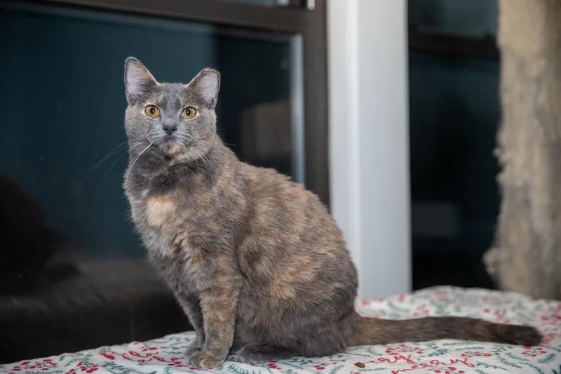 Cinnamon thumbnail 2