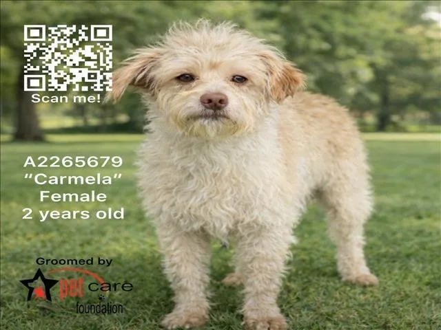A young small-sized female Terrier dog named Carmela for adoption in Los Angeles, CA