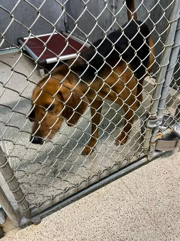 An adult large-sized male Brown / Chocolate Hound dog named Eli for adoption in Supply, NC
