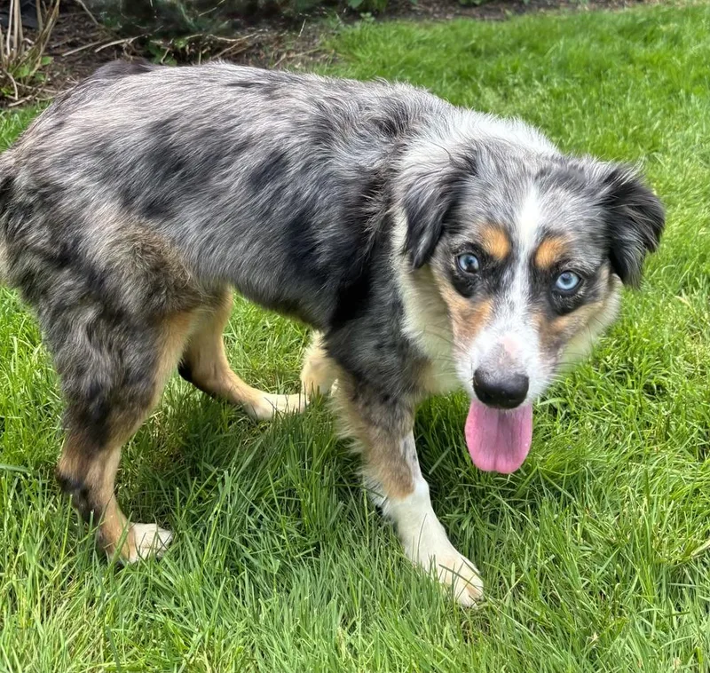 A young medium-sized female Australian Shepherd dog named Remi for adoption in Ringwood, IL