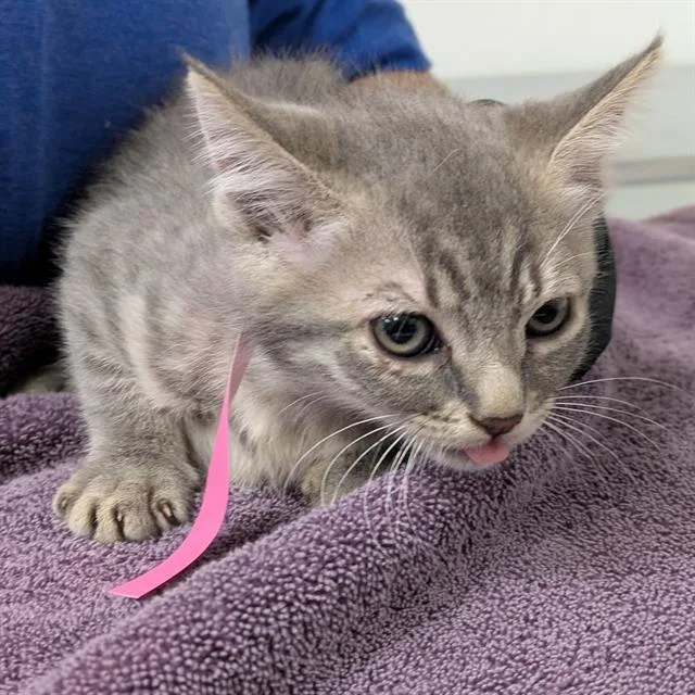 A baby small-sized female Domestic Short Hair cat named Rosa for adoption in Camarillo, CA