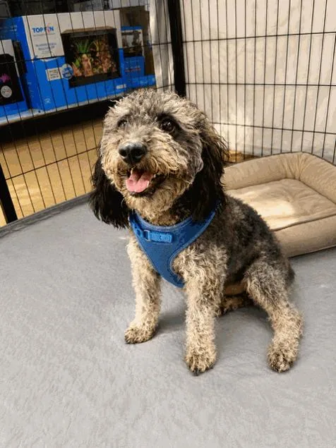 A young small-sized male Black Maltipoo dog named Blu for adoption in Reseda, CA
