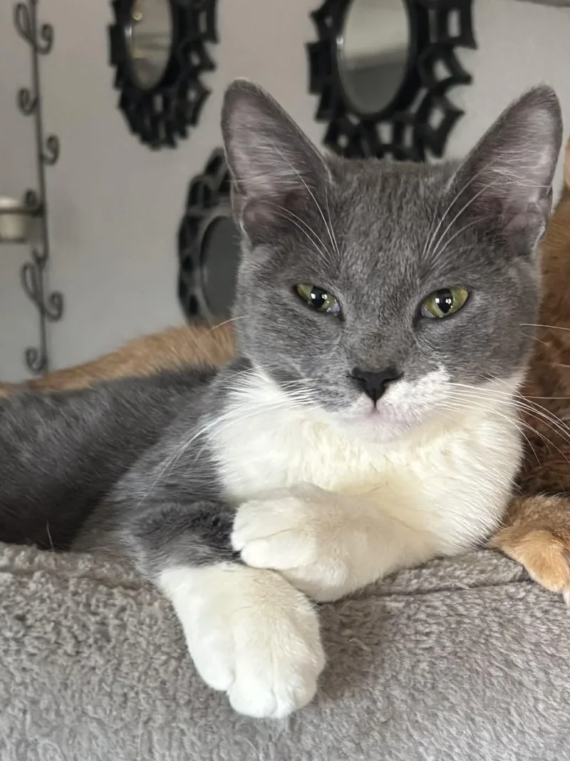 A young small-sized female Gray & White Domestic Short Hair cat named Bailey for adoption in Weatherford, TX