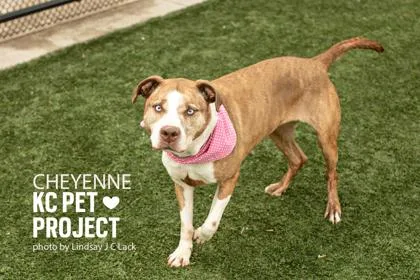 Cheyenne thumbnail 3