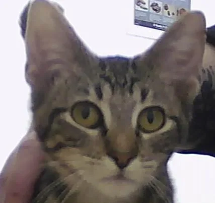 A baby small-sized male Tabby (Brown / Chocolate) Domestic Short Hair cat named Olaf for adoption in Anoka, MN