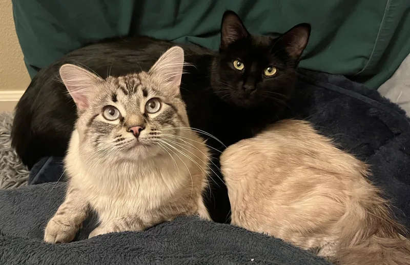 Nanoosh Bonded Pair With