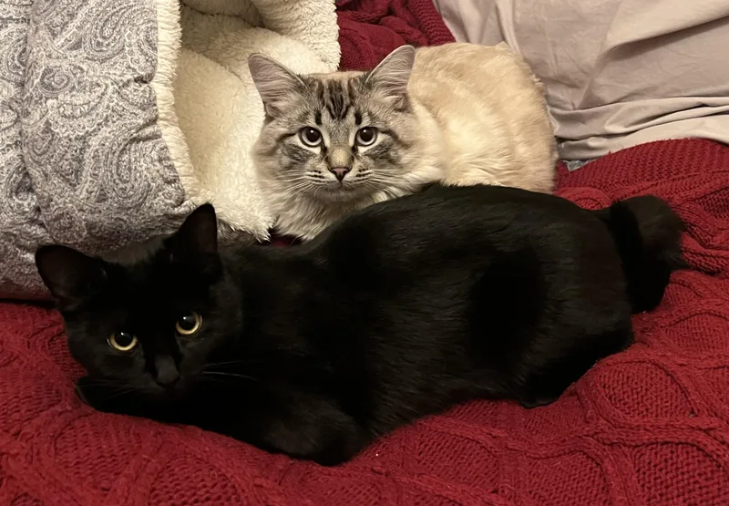 Nanoosh Bonded Pair With thumbnail 2